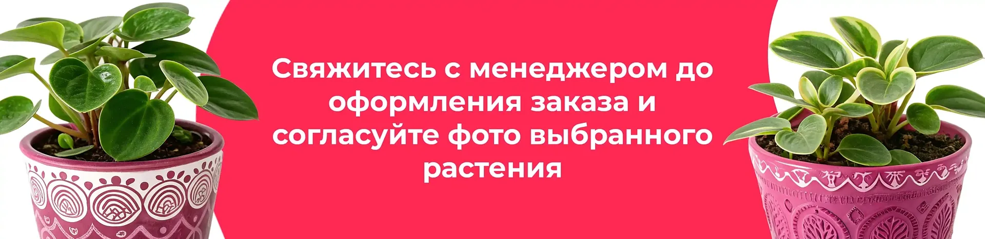Баннер для рубрики: Цветы в горшках Лыткарино