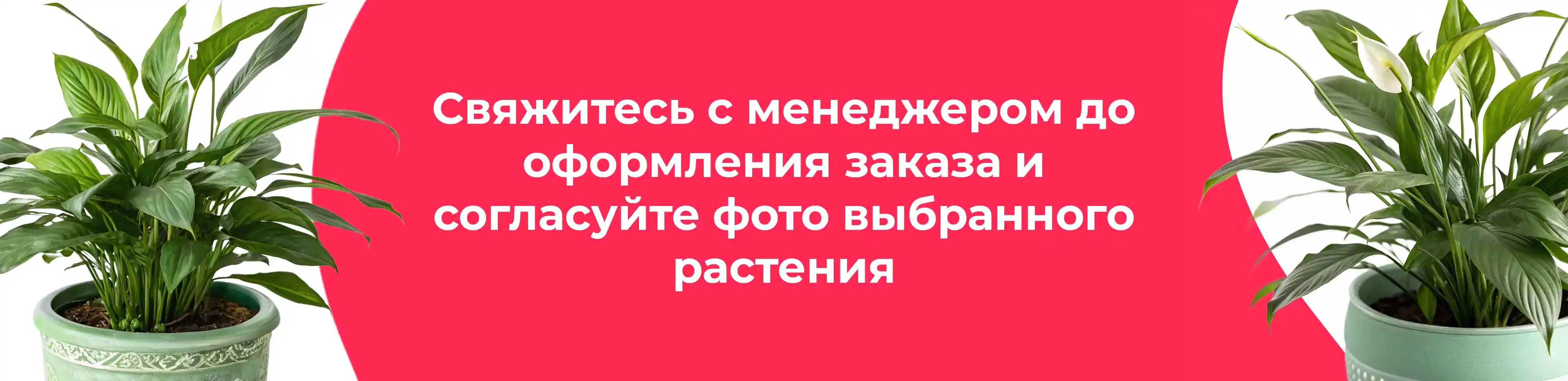 Баннер для рубрики: Спатифиллумы