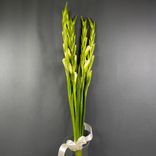 Фото флориста 1: Букет из 5 белых гладиолусов