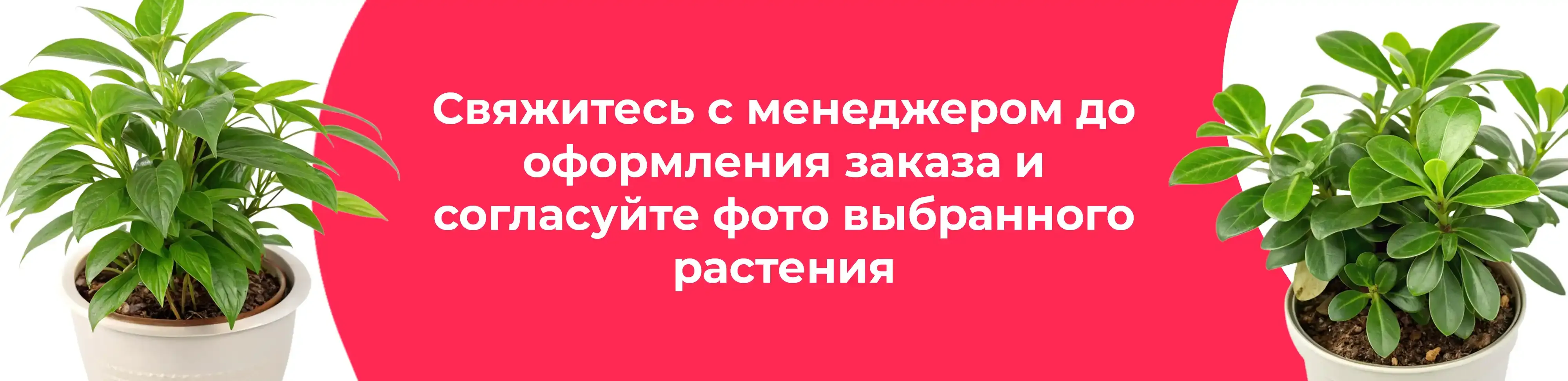 Баннер для рубрики: Зелёные комнатные растения