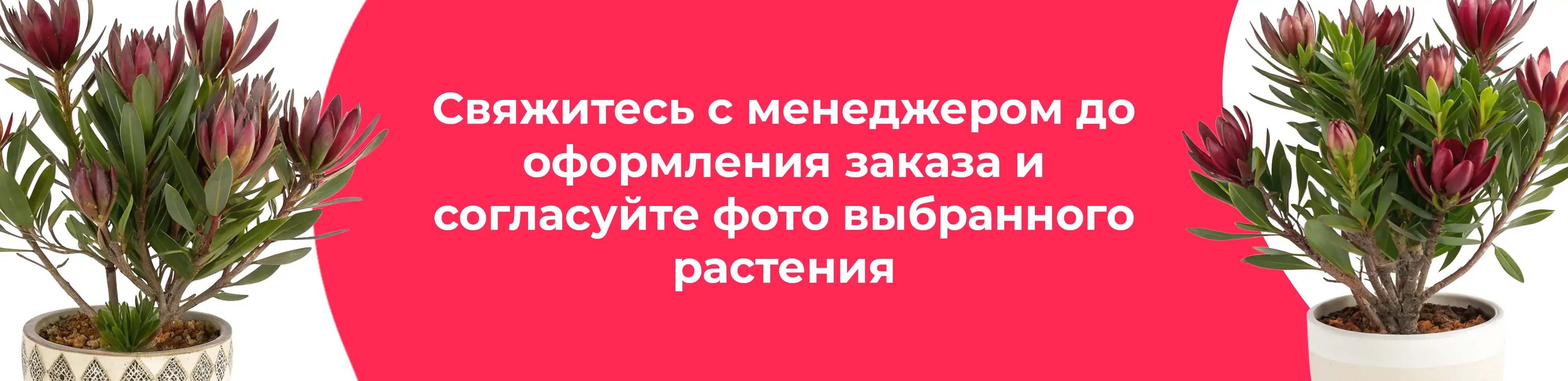 Баннер для рубрики: Левкадендроны