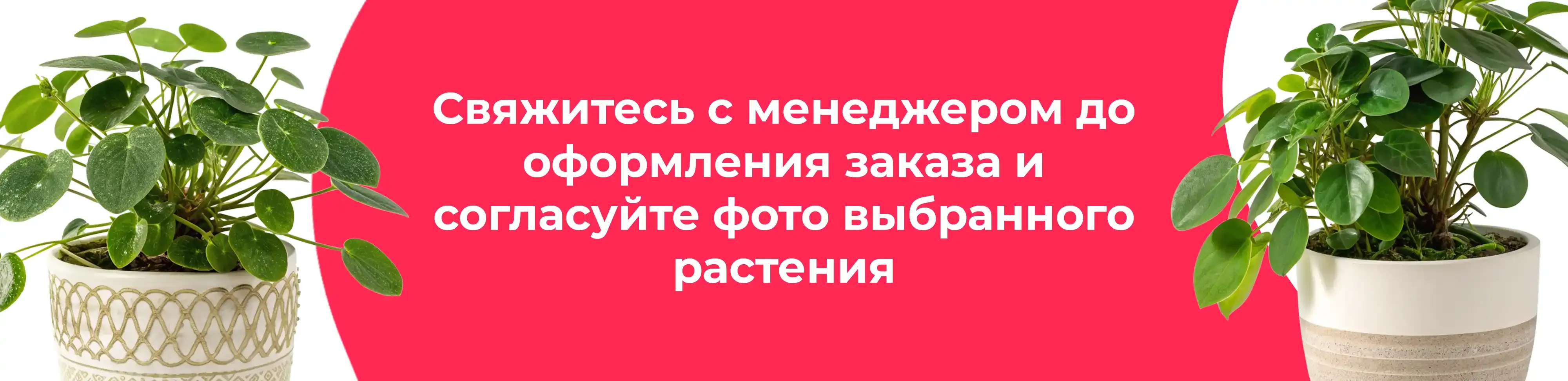 Баннер для рубрики: Пилеи