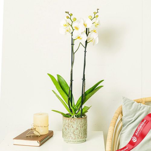 Фото 3: Орхидея белая. Сервис доставки цветов AzaliaNow