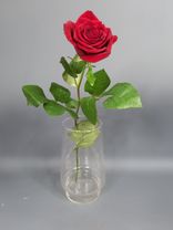 Фото флориста 6: Роза красная, Кения, 40см