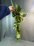 Фото флориста 2: Ветка Искусственный виноград 100 см Зеленый летний
