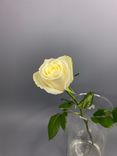 Фото флориста 1: Роза белая, Россия, 50см