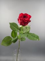 Фото флориста 6: Роза красная, Россия, 70см