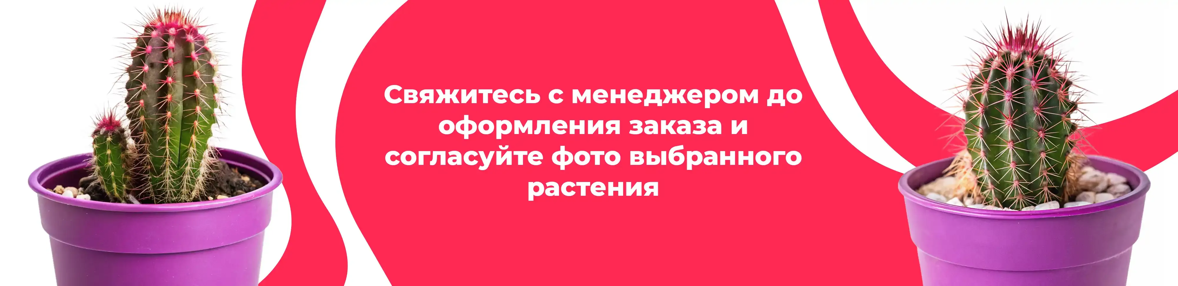 Баннер для рубрики: Комнатные растения Куровское
