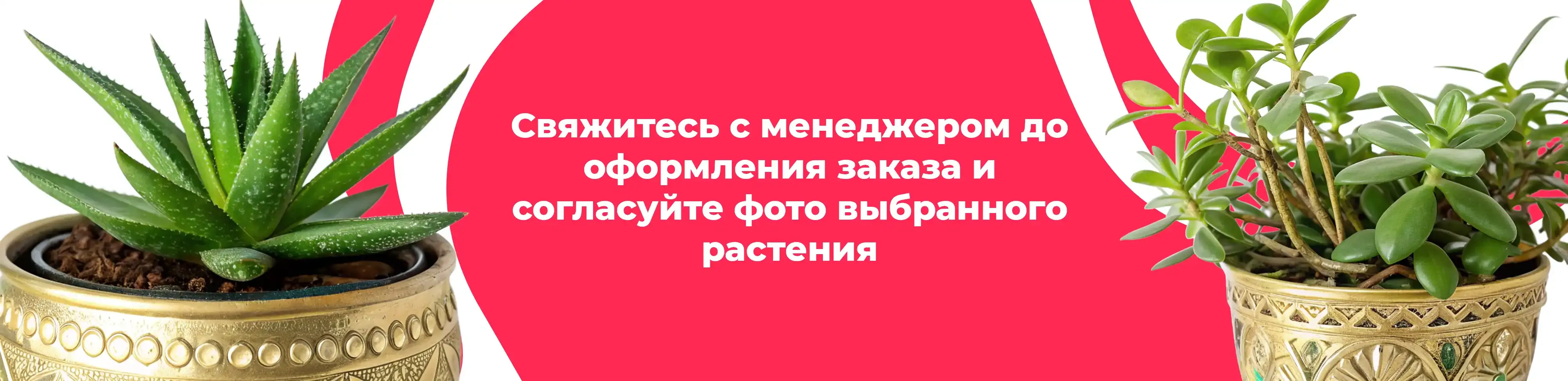 Баннер для рубрики: Комнатные растения Ликино-Дулево