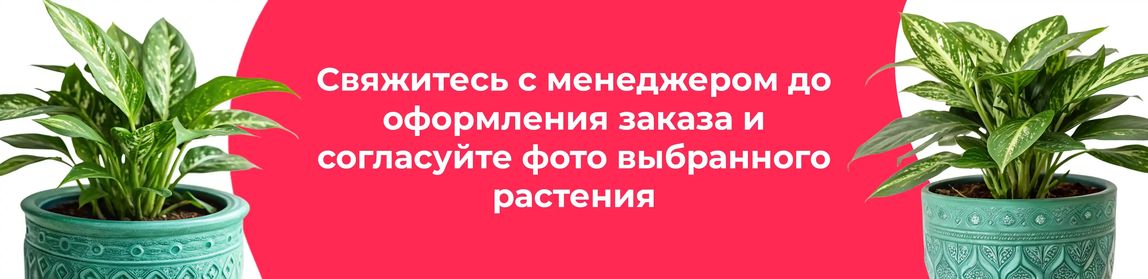 Баннер для рубрики: Комнатные растения Электросталь