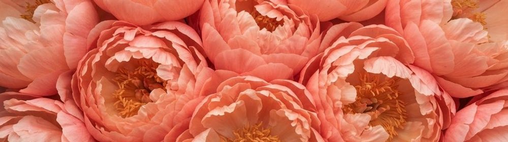 Коралловые пионы