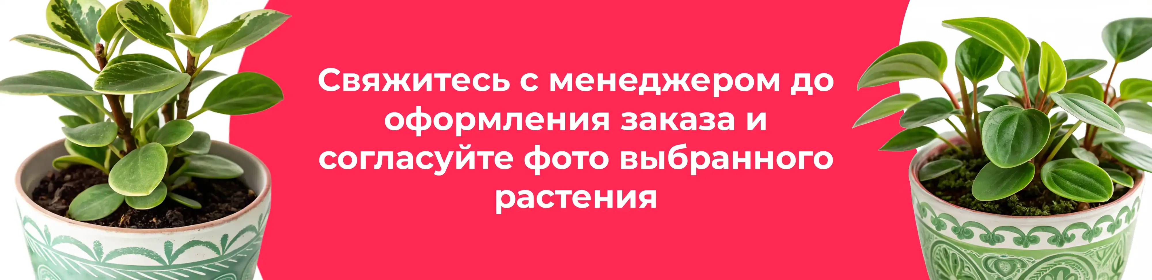 Баннер для рубрики: Пеперомии