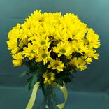 Фото флориста 1: Букет из 9 кустовых желтых хризантем с лентой, Ромашка, Голландия