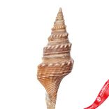 Маленькое фото 5: Ракушка на вставке H50, натуральный