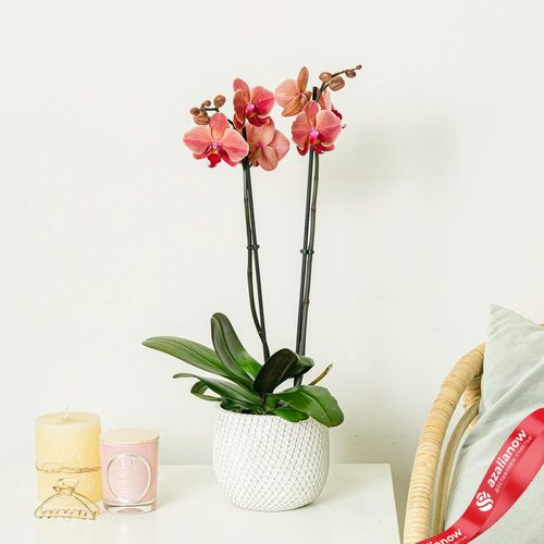 Фото 2: Орхидея оранжевая. Сервис доставки цветов AzaliaNow