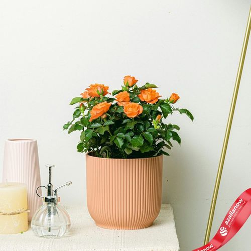Фото 1: Роза Патио Джувел оранжевая. Сервис доставки цветов AzaliaNow