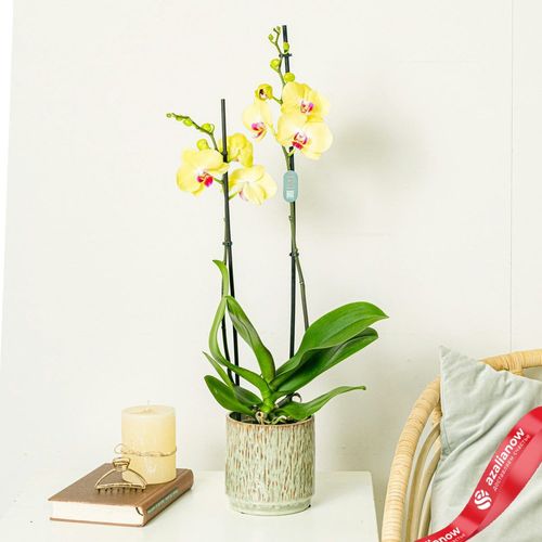 Фото 3: Орхидея желтая. Сервис доставки цветов AzaliaNow
