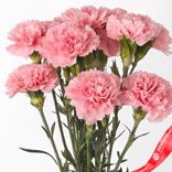 Маленькое фото 5: Букет из 9 розовых гвоздик с лентой. Сервис доставки цветов AzaliaNow