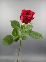Фото флориста 5: Роза красная, Россия, 70см
