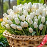 Маленькое фото 2: Корзина из 500 белых тюльпанов, Россия. Сервис доставки цветов AzaliaNow