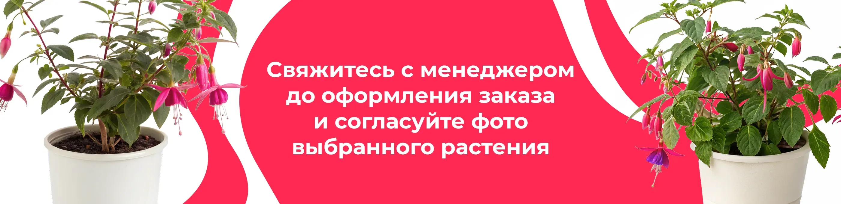 Баннер для рубрики: Цветы для дачи