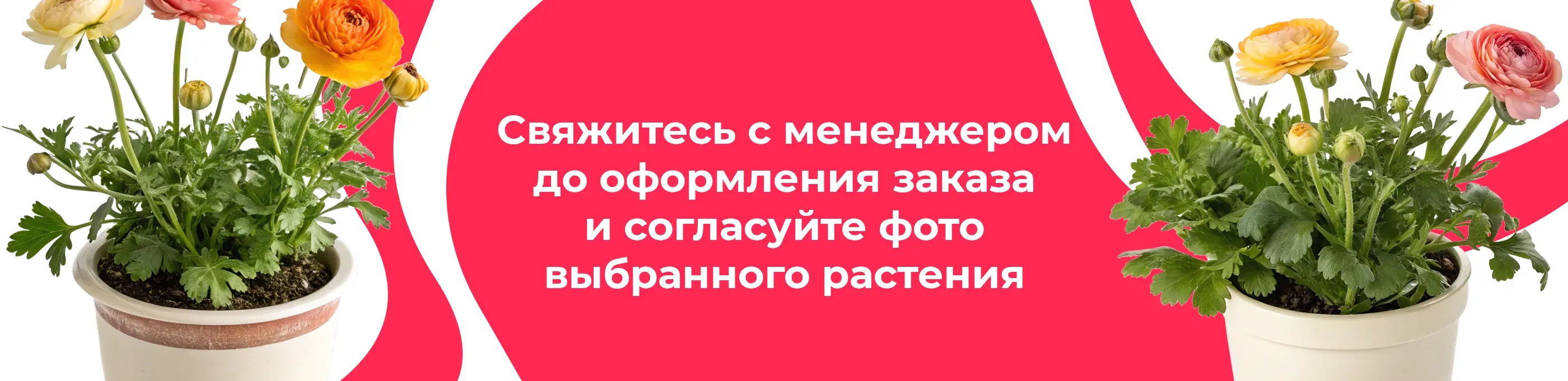 Баннер для рубрики: Цветы для клумбы