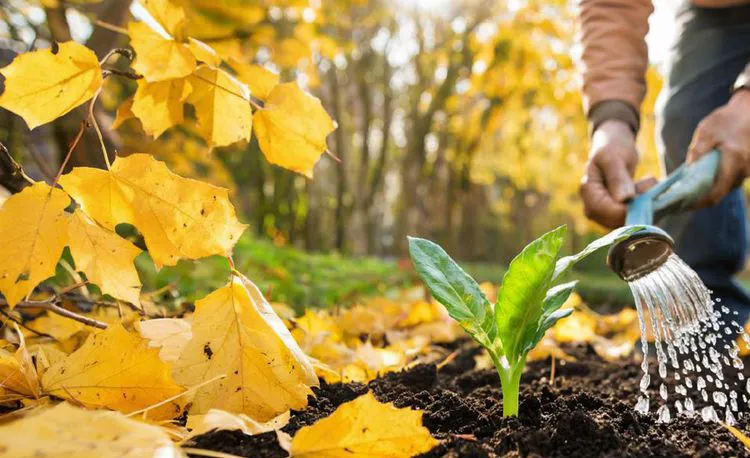 Уход за садом осенью