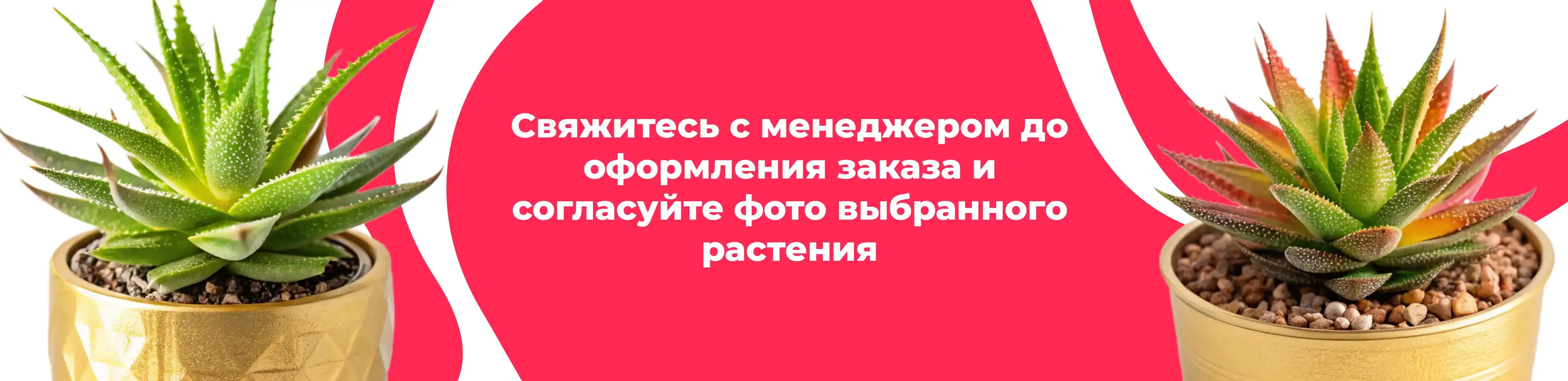 Баннер для рубрики: Комнатные растения Одинцово