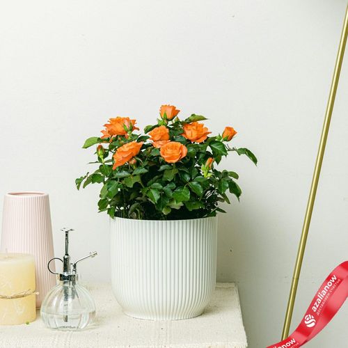 Фото 2: Роза Патио Джувел оранжевая. Сервис доставки цветов AzaliaNow