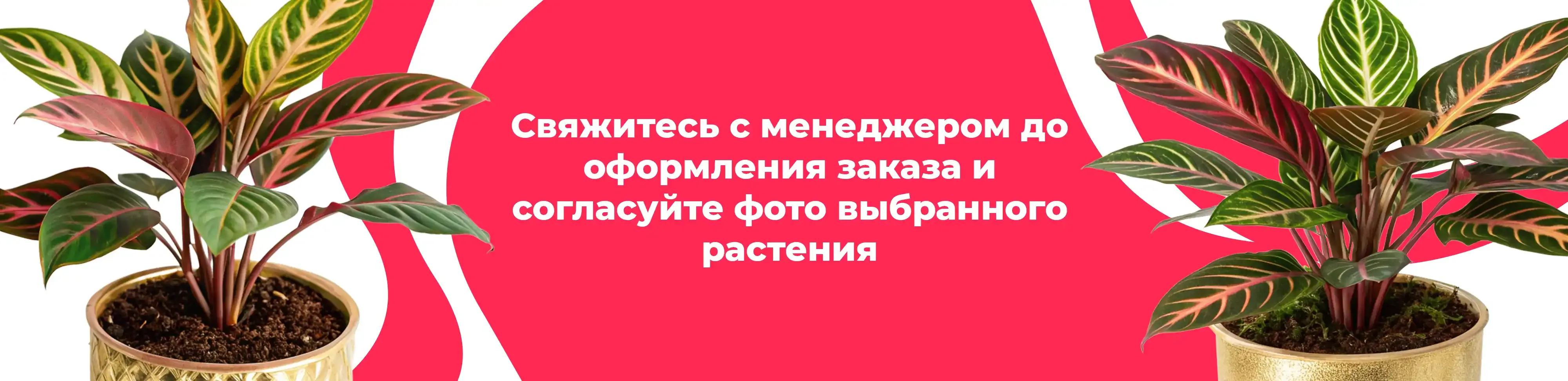 Баннер для рубрики: Комнатные растения Зеленоград
