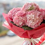 Маленькое фото 2: Букет из 7 розовых гортензий в красной пленке с белой лентой