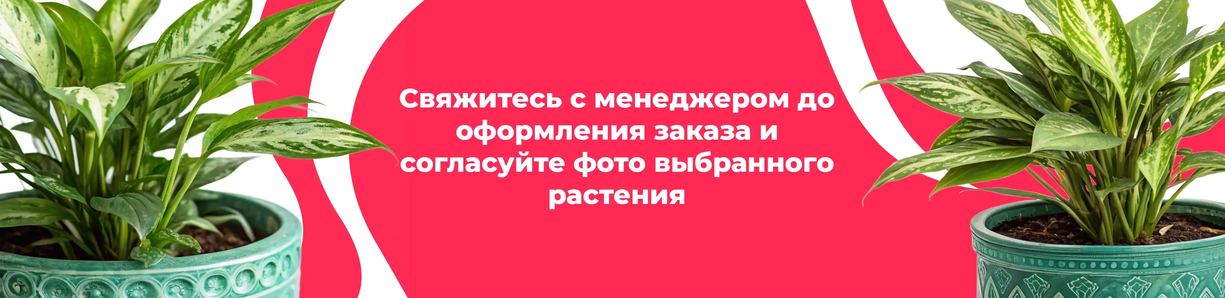 Баннер для рубрики: Комнатные растения Красноармейск