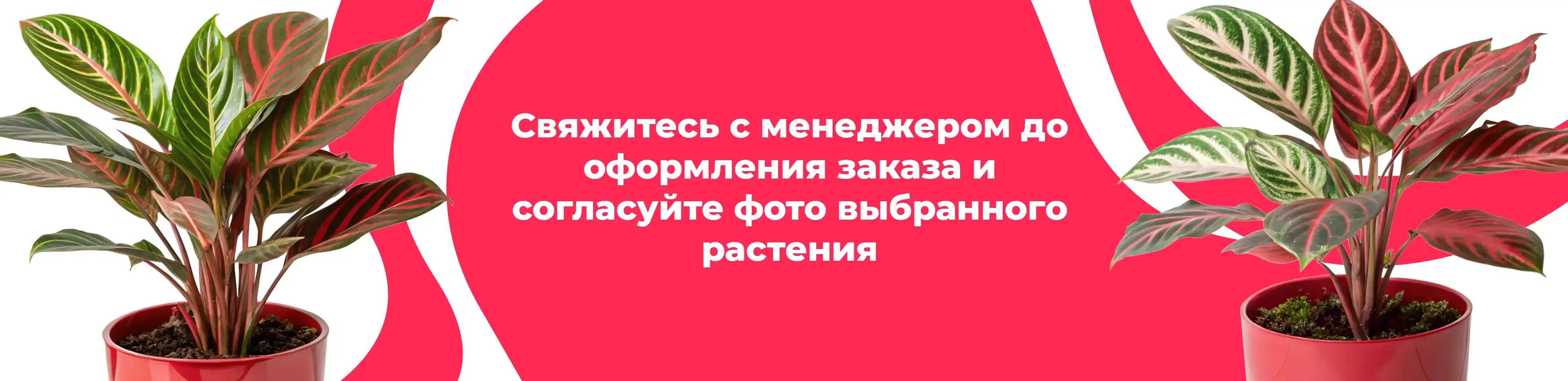 Баннер для рубрики: Комнатные растения Дрезна