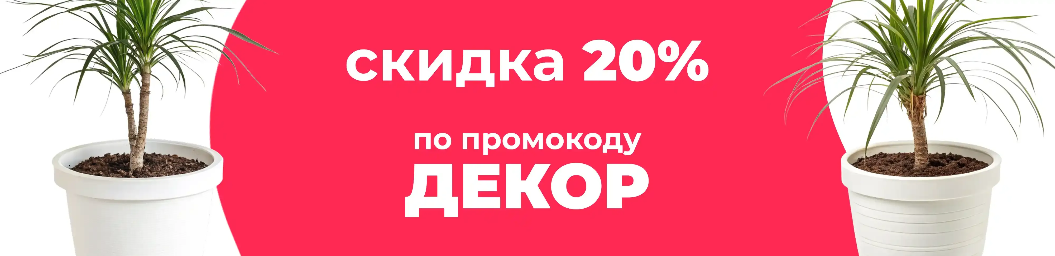 Баннер для рубрики: Кашпо для нолины