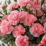 Маленькое фото 3: Букет из 25 розовых гвоздик в корзине с эвкалиптом. Сервис доставки цветов AzaliaNow