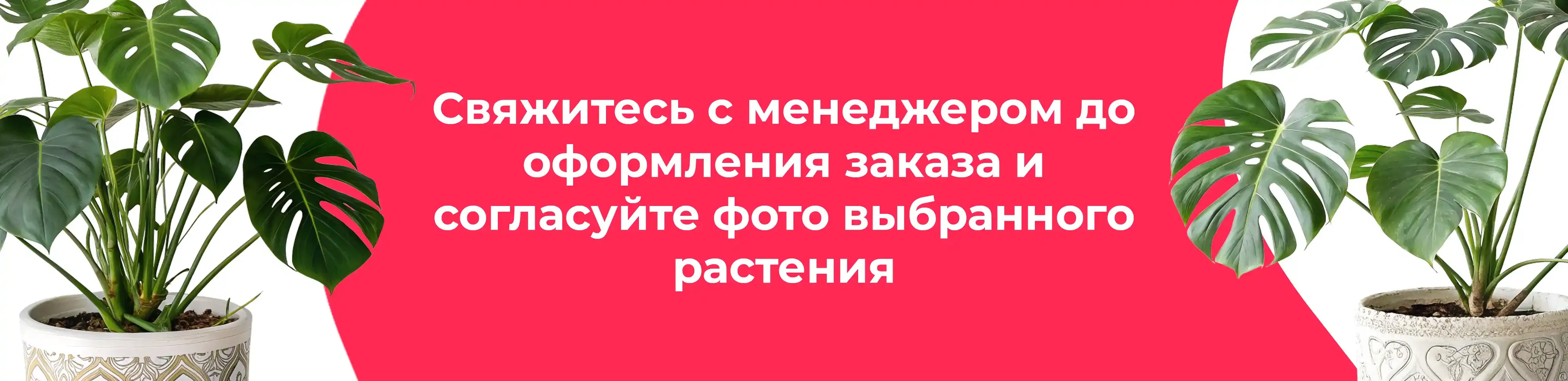 Баннер для рубрики: Монстеры Делициозы