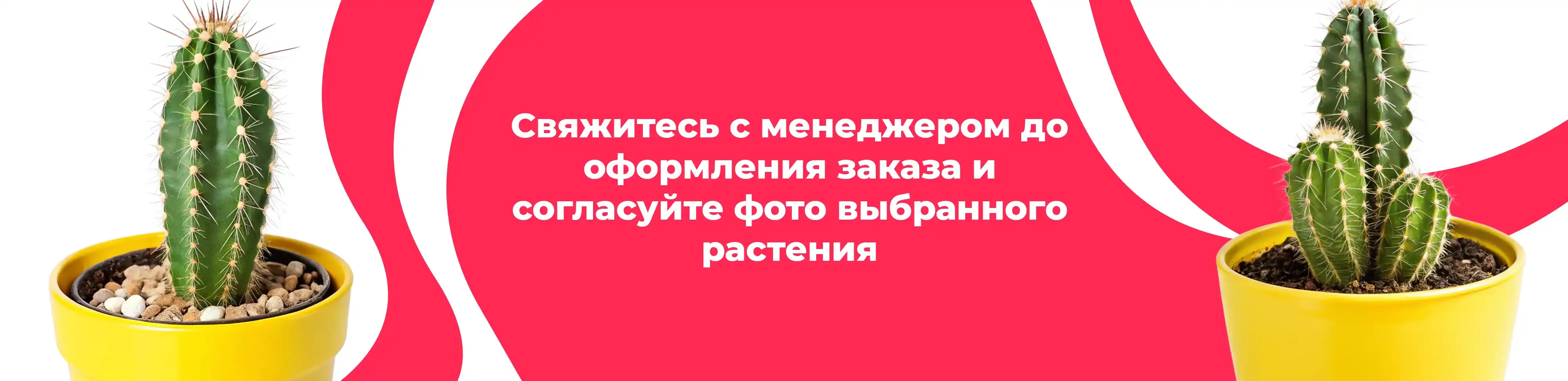 Баннер для рубрики: Комнатные растения Луховицы