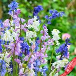 Маленькое фото 2: Гиацинт Вуд Микс (Wood Hyacinth Mix). Сервис доставки цветов AzaliaNow