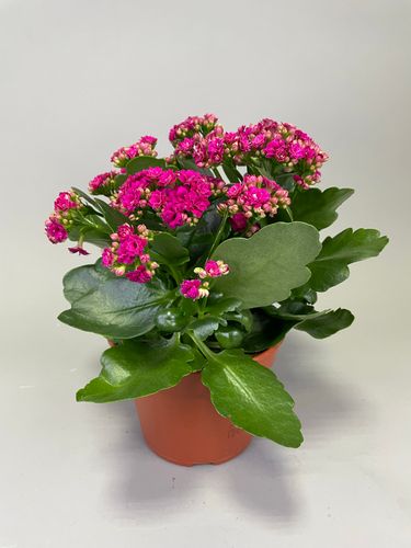 Фото флориста 1: Цветы в горшках Долгопрудный