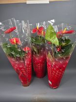 Фото флориста 2: Антуриум красный