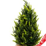 Маленькое фото 2: Ель искусственная в кашпо, Н45х25х25см, зеленый