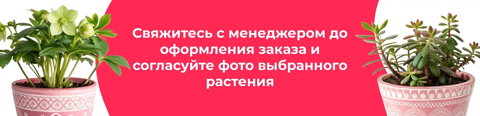Баннер для рубрики: Цветы в горшках Ногинск