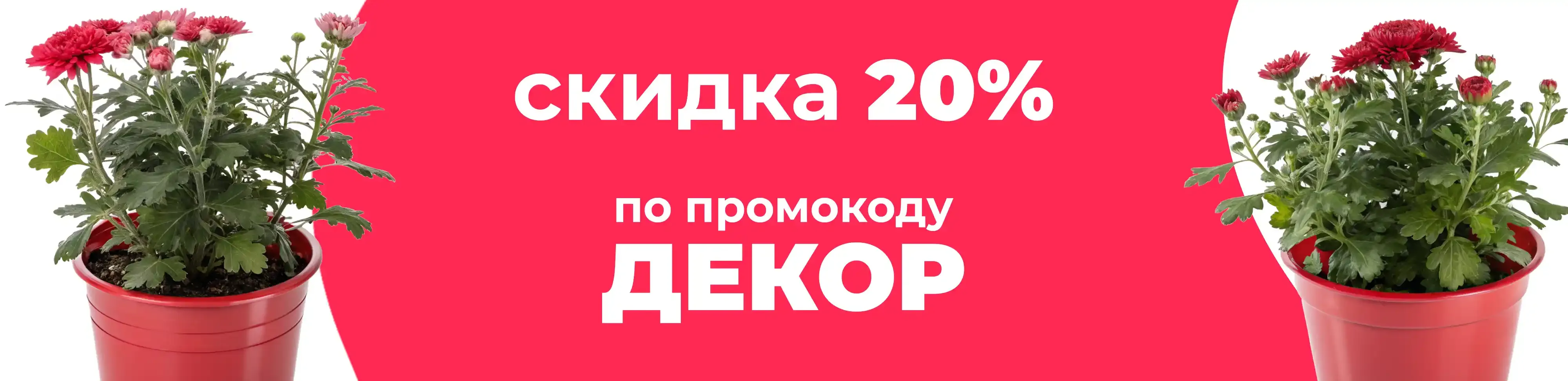 Баннер для рубрики: Горшки для хризантем