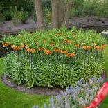 Маленькое фото 2: Рябчик Оранж (Fritillaria Orange). Сервис доставки цветов AzaliaNow