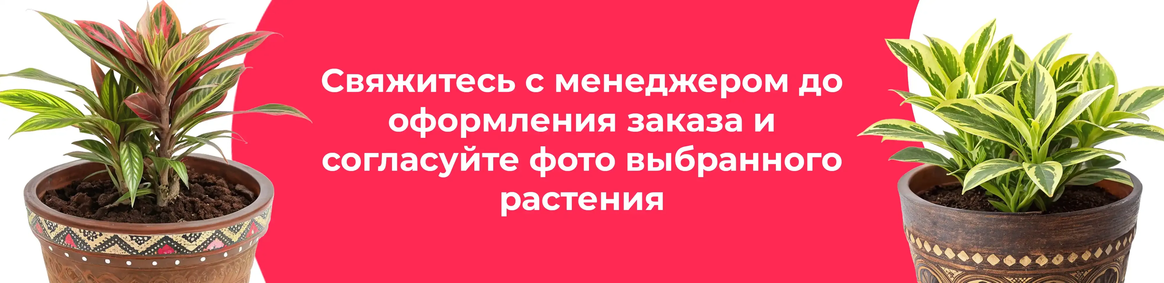 Баннер для рубрики: Комнатные растения Павловский Посад