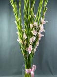 Фото флориста 1: Букет из 11 белых гладиолусов с белой лентой