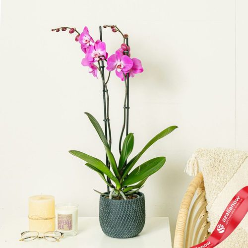 Фото 1: Орхидея темно-розовая. Сервис доставки цветов AzaliaNow