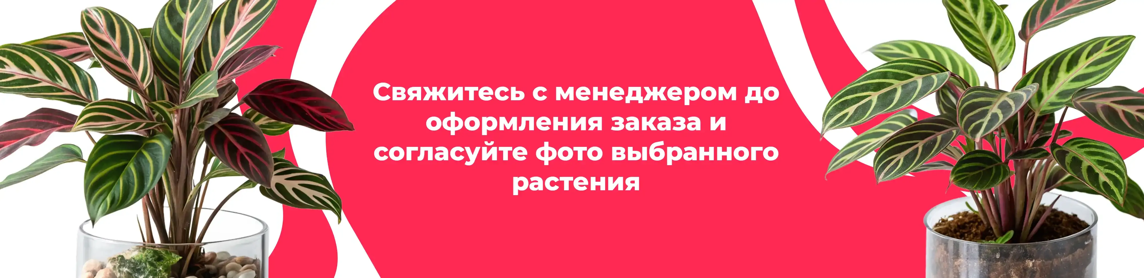 Баннер для рубрики: Комнатные растения Раменское