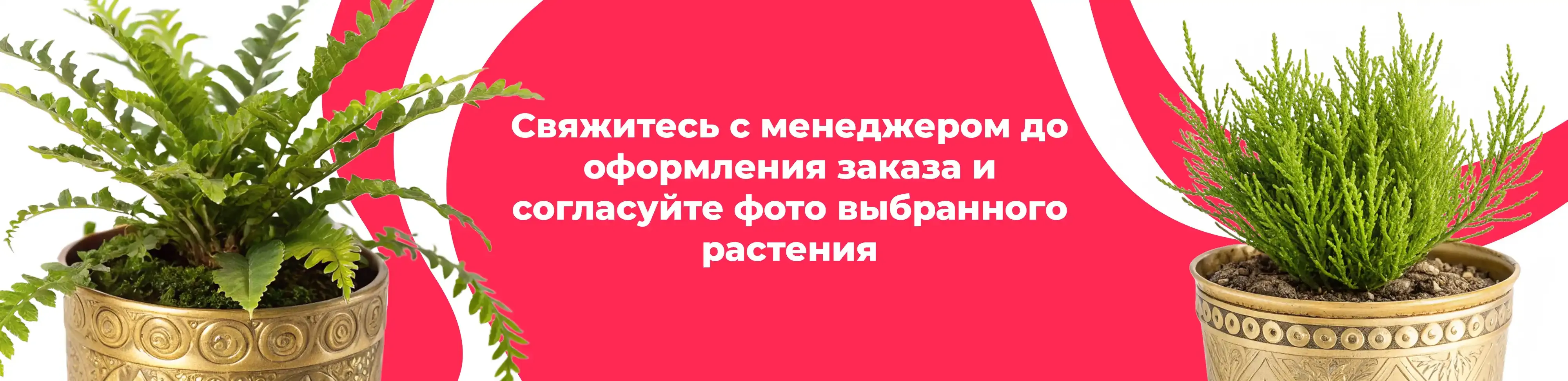 Баннер для рубрики: Цветы в горшках Электрогорск