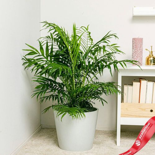 Фото 3: Хамедорея изящная, комнатная пальма. Сервис доставки цветов AzaliaNow